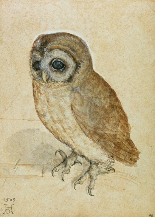 Kunstdruck „Käuzchen“ von Albrecht Dürer – naturgetreue Tierdarstellung der Renaissance in brillanter Reproduktion für Ihr Zuhause. Kunst mit historischer Tiefe und Präzision.