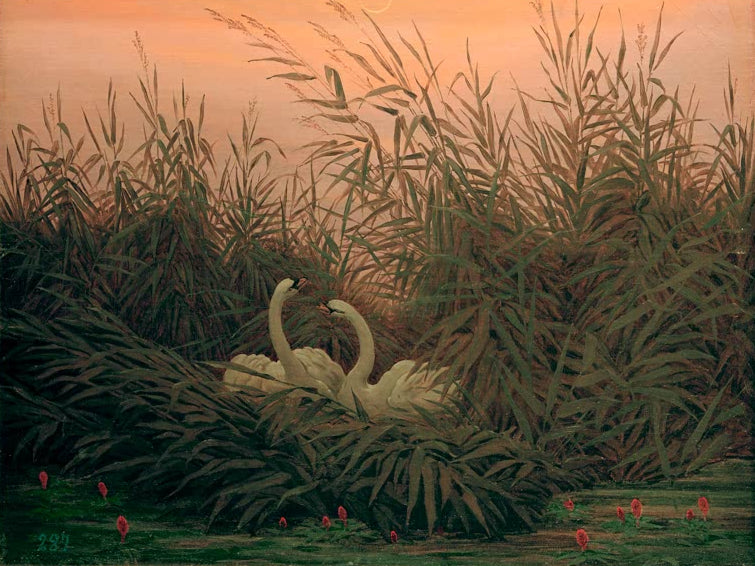 „Schwäne im Schilf beim ersten Morgenrot“ von Caspar David Friedrich – Schwäne im Schilf einer romantischen Wasserlandschaft bei Morgenrot.