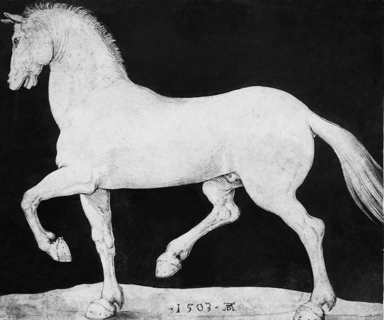 Pferd | Albrecht Dürer