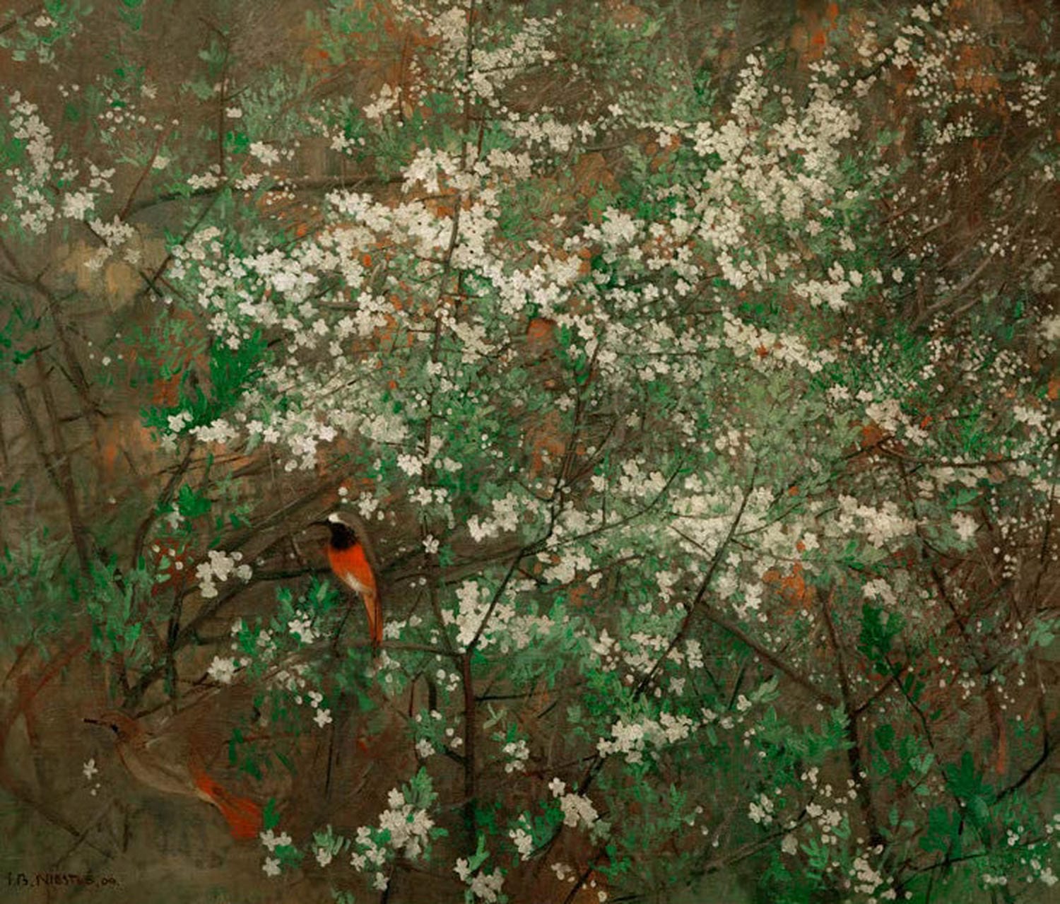 Gartenrotschwänze sitzen in blühendem Weißdorn, Gemälde von Jean-Bloé Niestlé als Kunstdruck