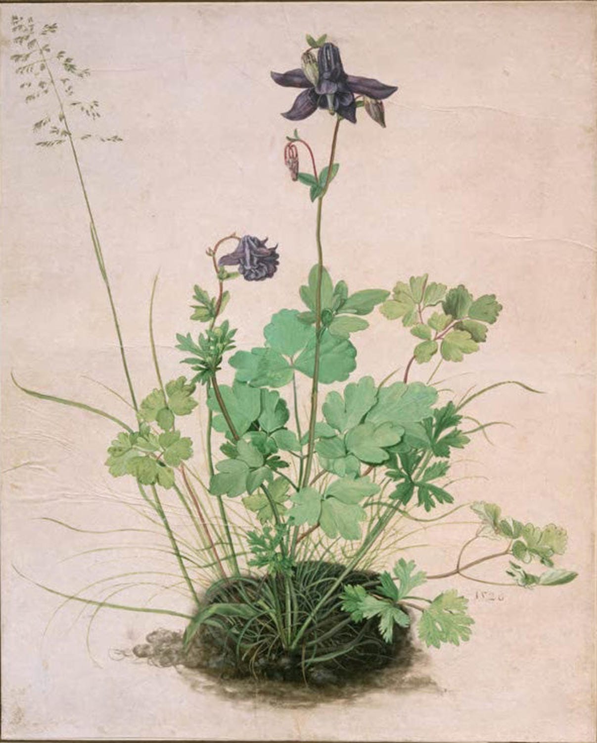 Akelei | Albrecht Dürer