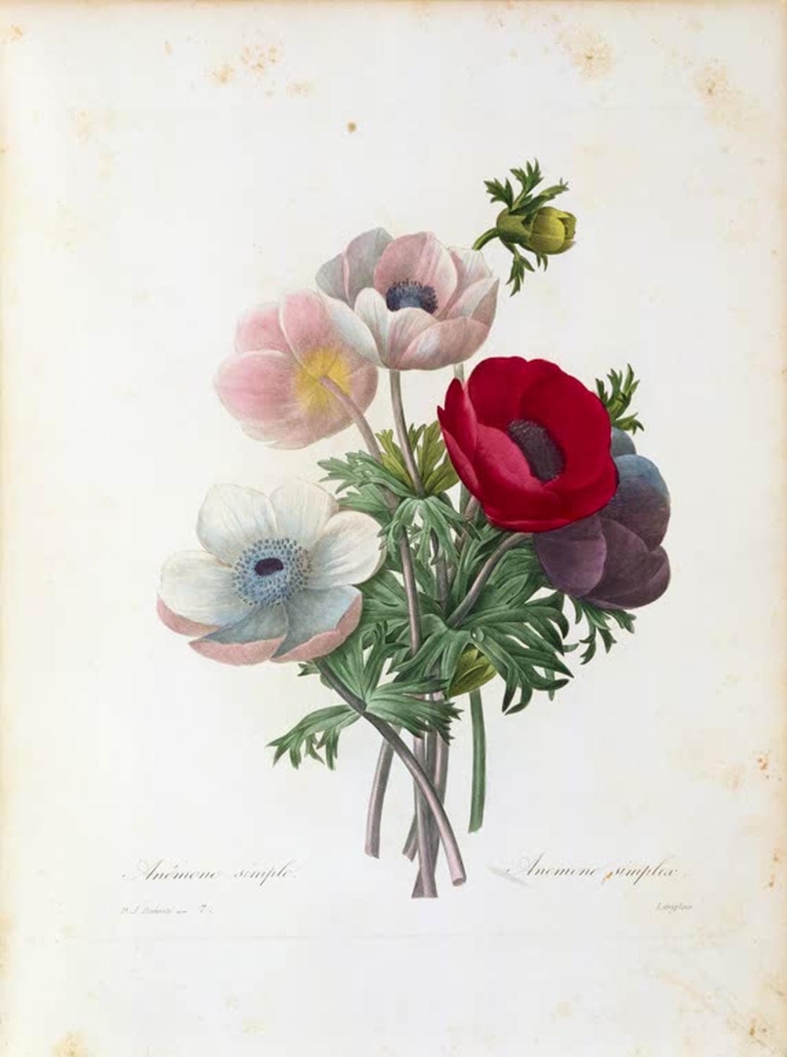 Pierre-Joseph Redouté Illustration „Anémone Simple“ – detailreiche botanische Darstellung einer einfachen Anemone-Blume.