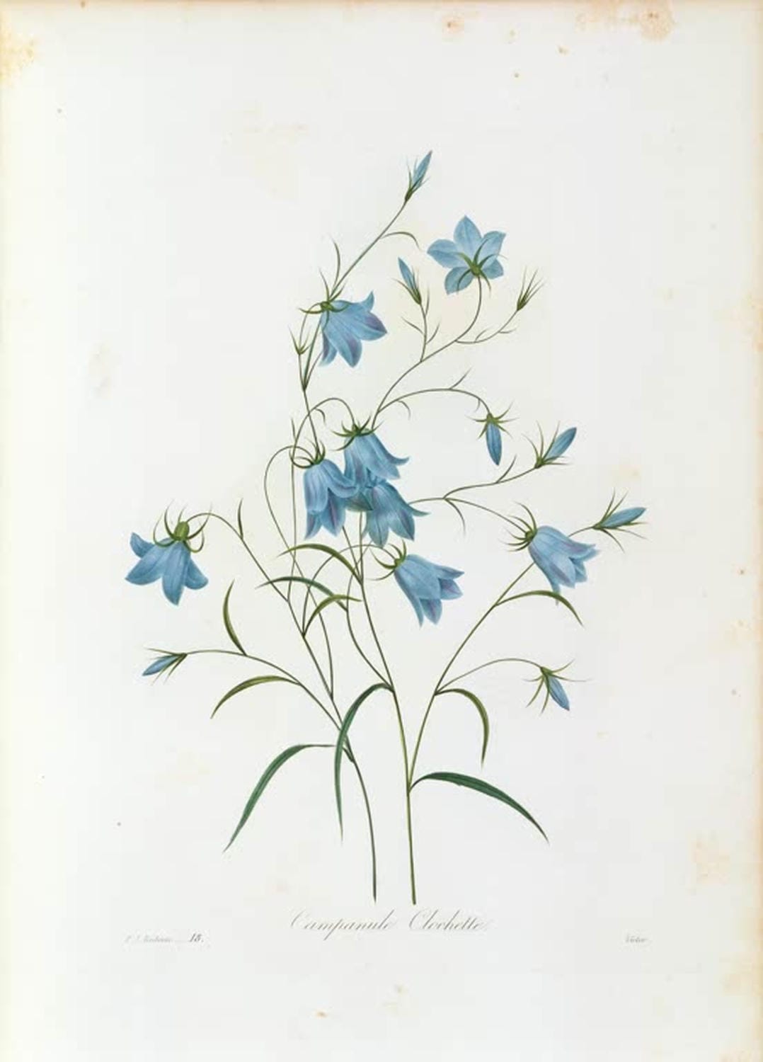 Pierre-Joseph Redouté Illustration „Campanule Clochette“ – feine botanische Darstellung einer glockenförmigen Campanula-Blume.