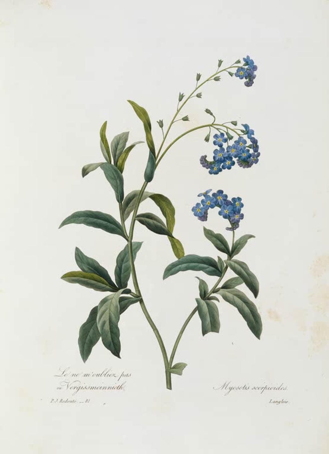 Vergissmeinnicht | Pierre Joseph Redouté