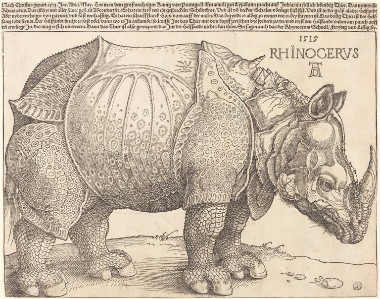 Rhinozeros | Albrecht Dürer