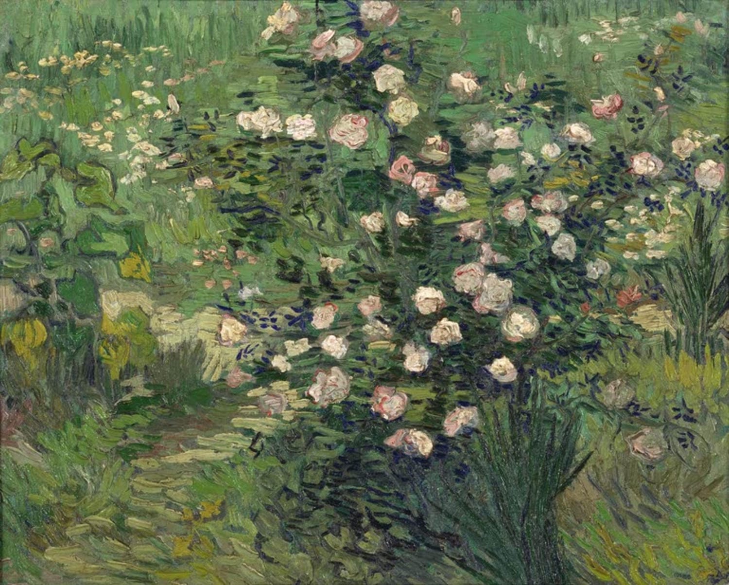Rosen | Vincent van Gogh