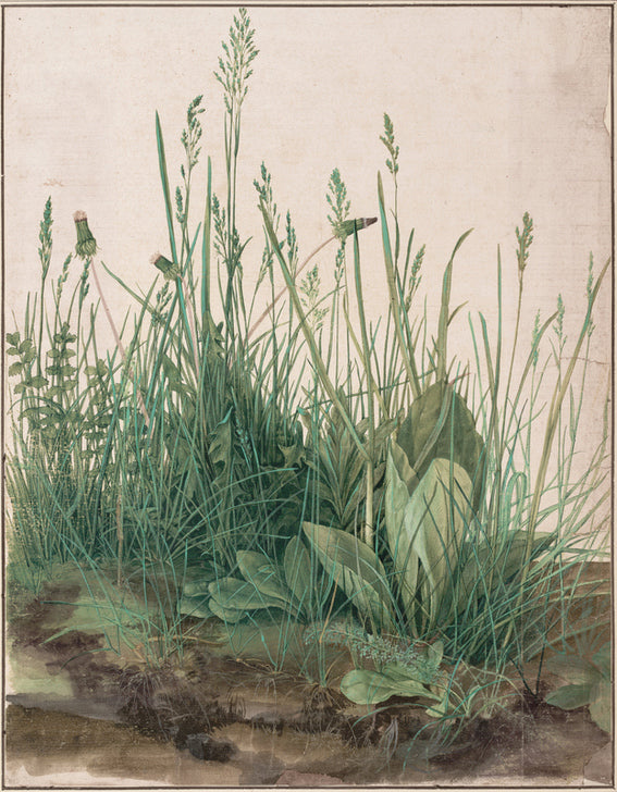 Kunstdruck „Das große Rasenstück“ von Albrecht Dürer – naturgetreue Renaissance-Studie mit filigranen Pflanzenmotiven. Detailreiche Kunstreproduktion für Liebhaber klassischer Werke.