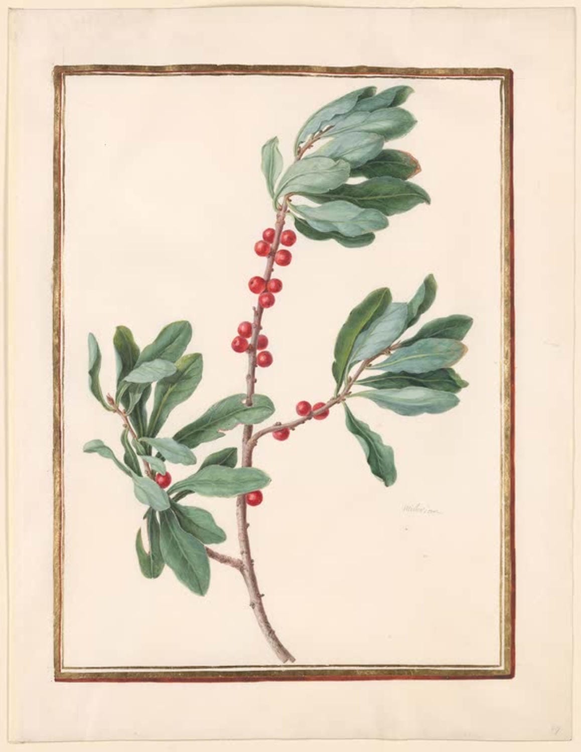 Winterbeere (Ilex verticillata) | Madeleine Françoise Basseporte