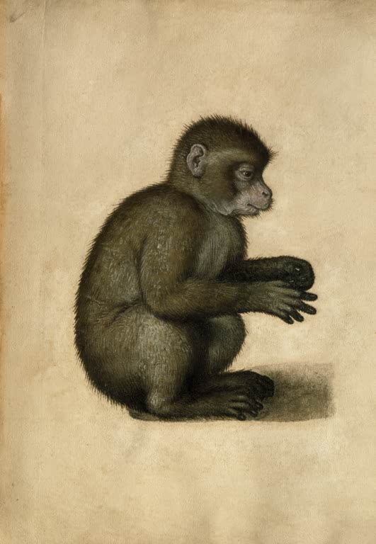 Kunstdruck des Gemäldes „Affe“ von Albrecht Dürer. Hochwertig in Deutschland per Hand gefertigt, erhältlich als Poster oder Leinwand, auf Wunsch auch gerahmt.