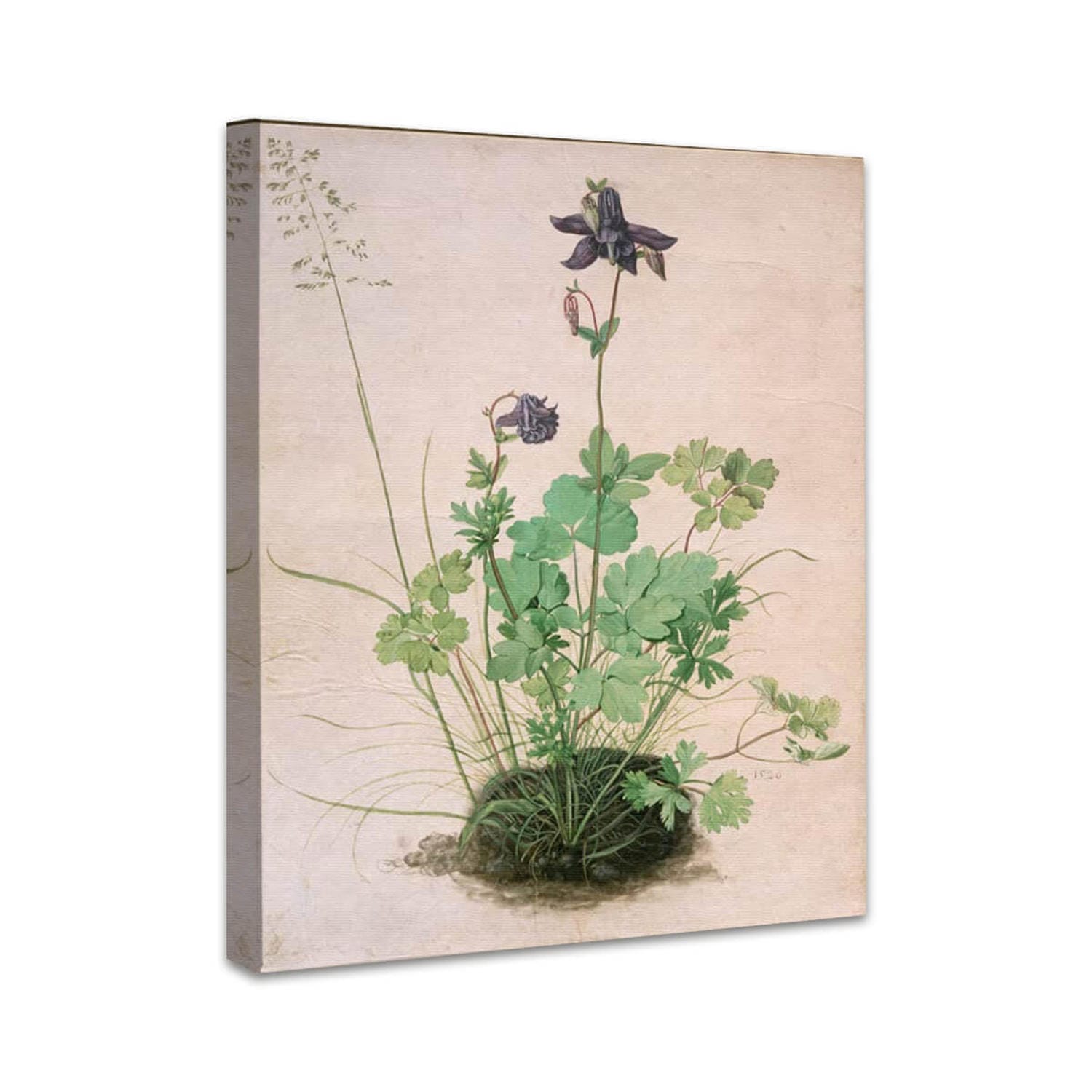 Akelei | Albrecht Dürer