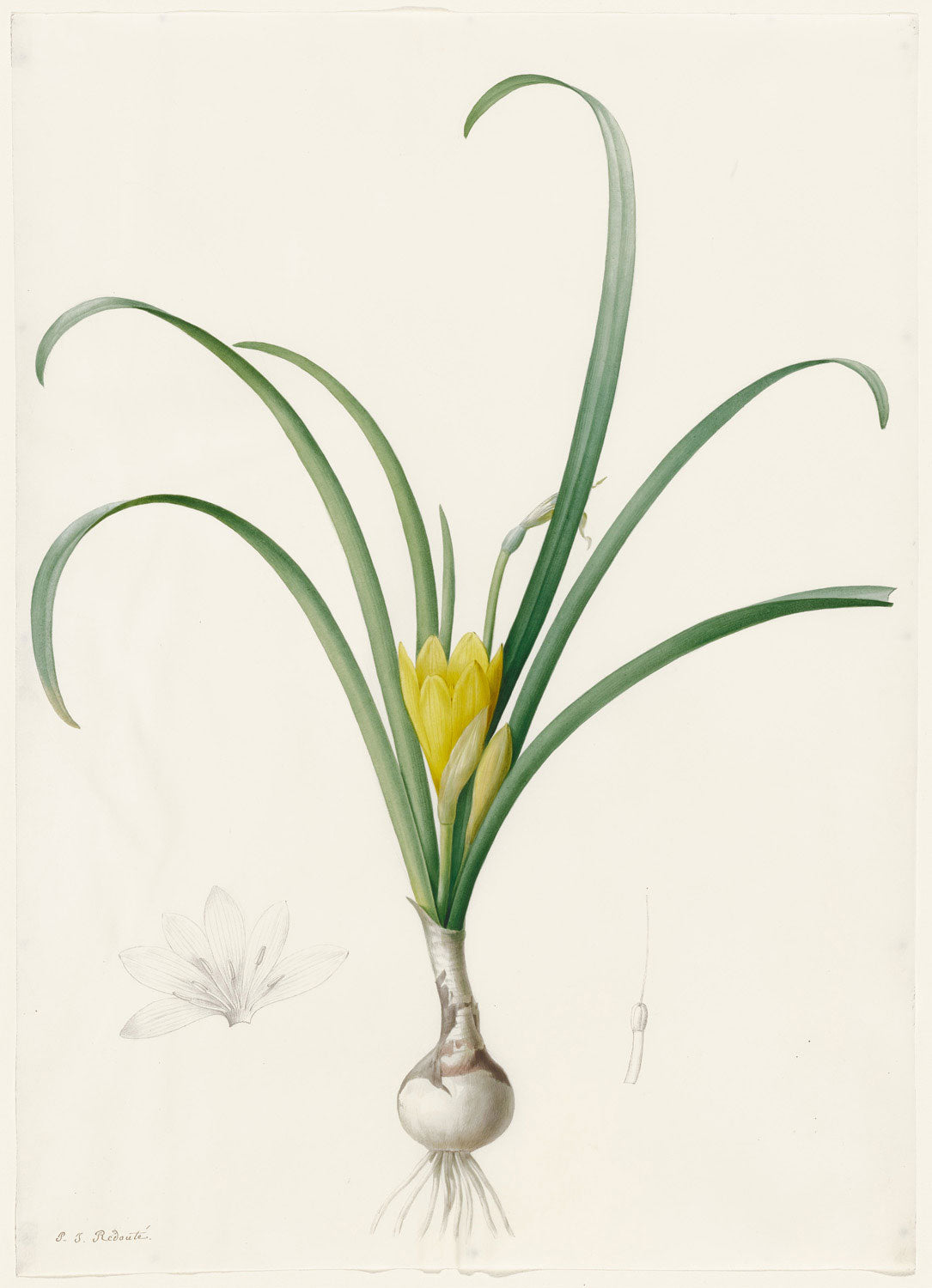 Botanische Illustration Amaryllis lutea von Pierre-Joseph Redouté mit gelber Amaryllis, filigranen Blüten und detaillierten Blättern.