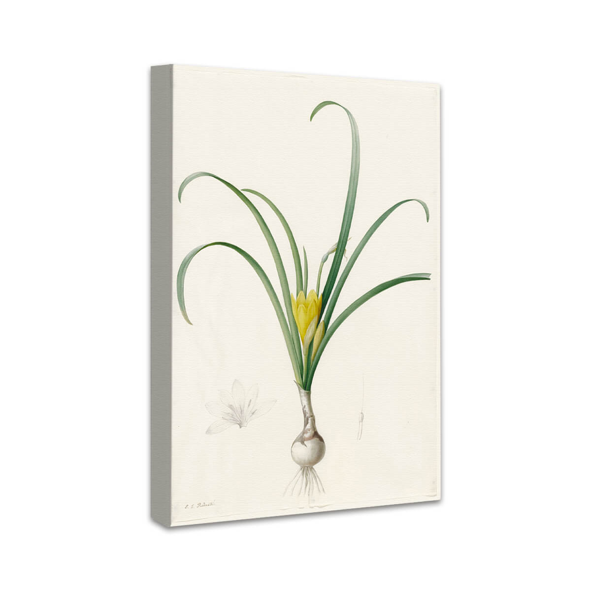 Amaryllis lutea | Pierre-Joseph Redouté