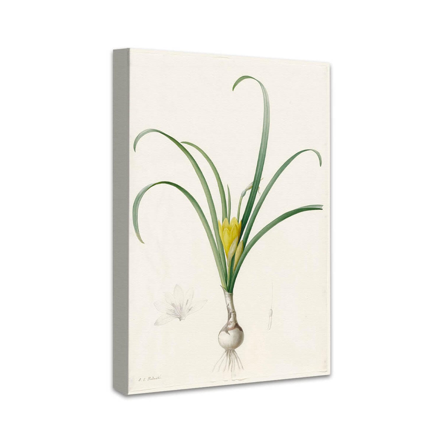 Amaryllis lutea | Pierre-Joseph Redouté