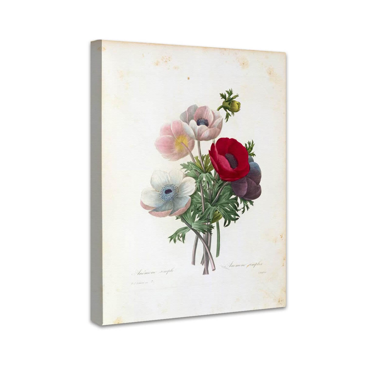 Anémone Simple | Pierre-Joseph Redouté