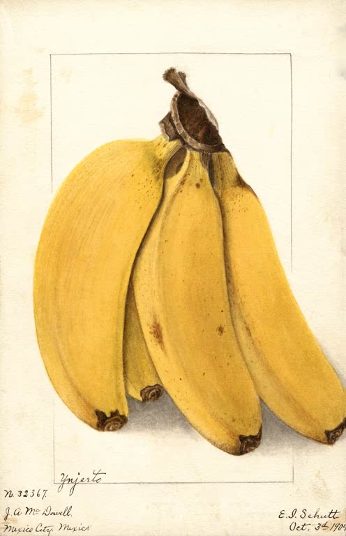 Kunstdruck „Bananen“ von Ellen Isham Schutt mit botanischer Darstellung reifer Bananen