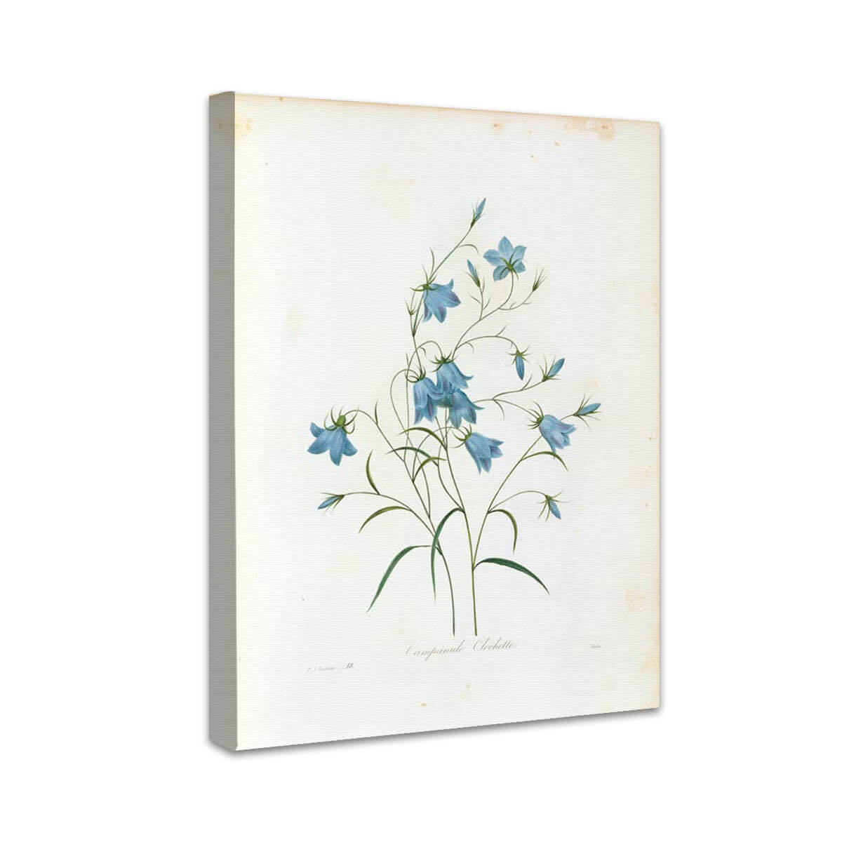 Campanule Clochette | Pierre-Joseph Redouté