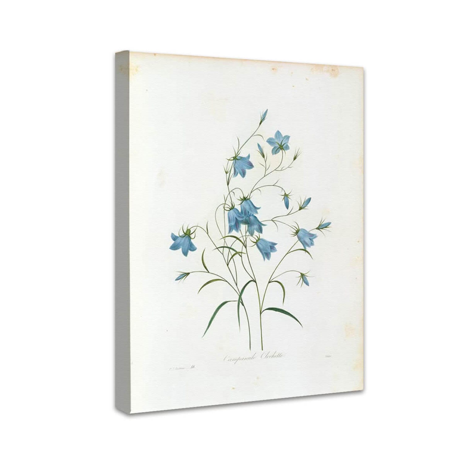 Campanule Clochette | Pierre-Joseph Redouté