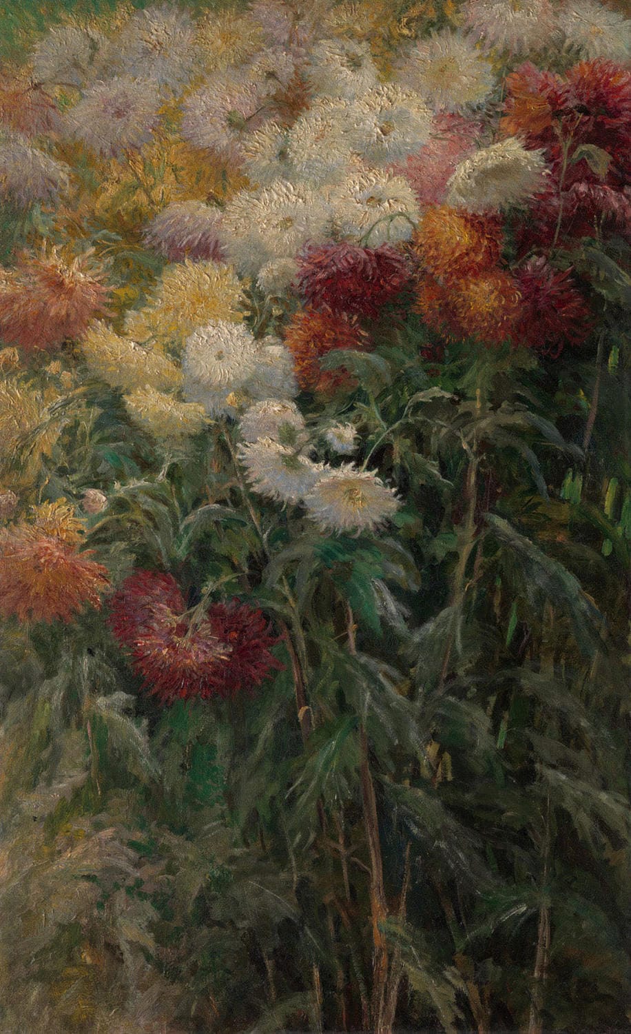 Ein Gemälde von Gustave Caillebotte zeigt ein lebendiges Blumenbeet voller Chrysanthemen in kräftigen Gelb-, Weiß- und Orangetönen, eingebettet in die ruhige Atmosphäre eines Gartens in Petit-Gennevilliers. Die impressionistische Darstellung besticht durch sanftes Licht und harmonische Details.