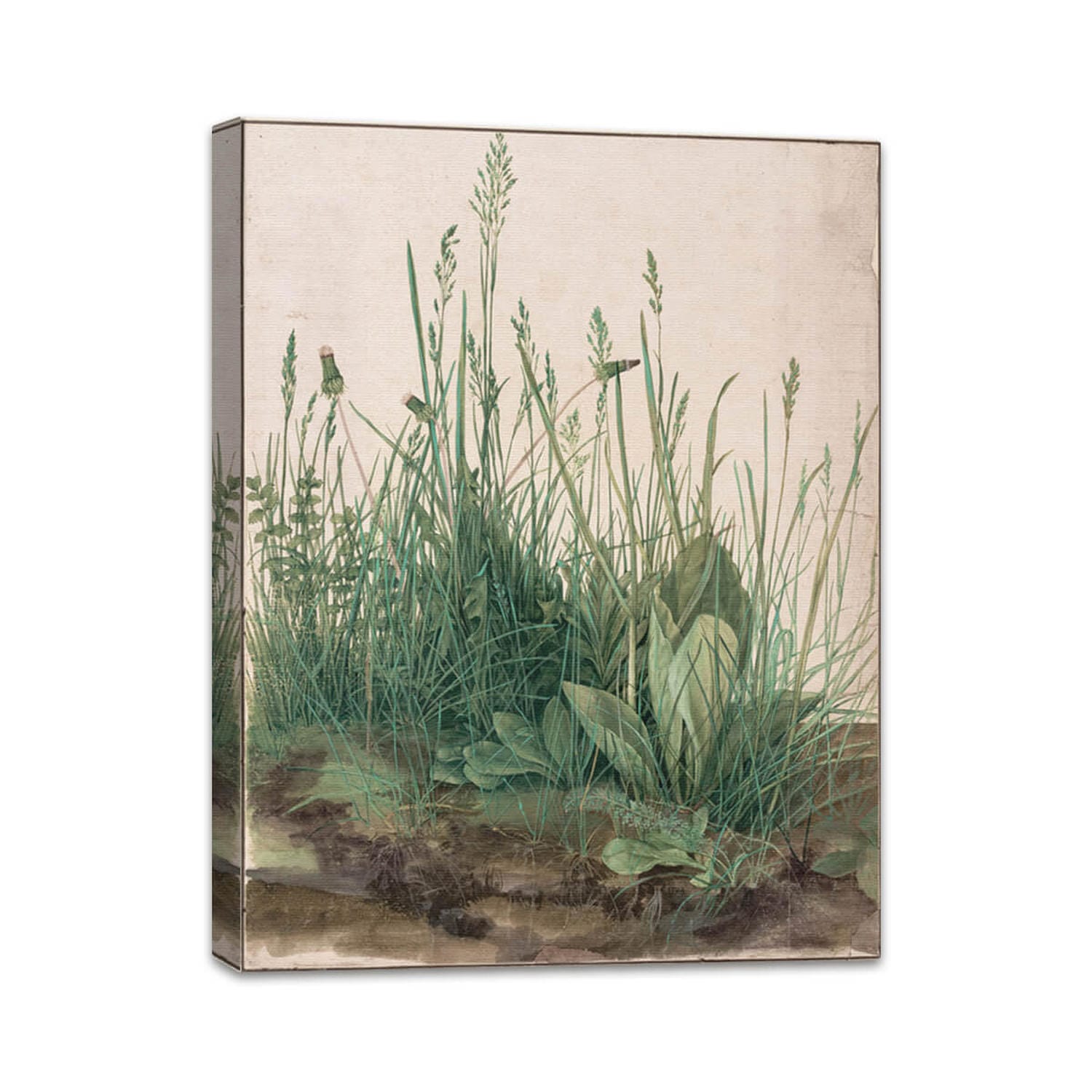 Das große Rasenstück | Albrecht Dürer