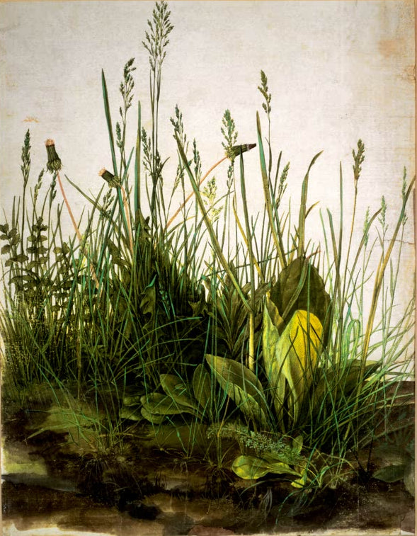 Kunstdruck des Gemäldes „Das Große Rasenstück“ von Albrecht Dürer. Hochwertiger Fine-Art-Druck, in Deutschland per Hand gefertigt, erhältlich auf Leinwand oder als Poster.