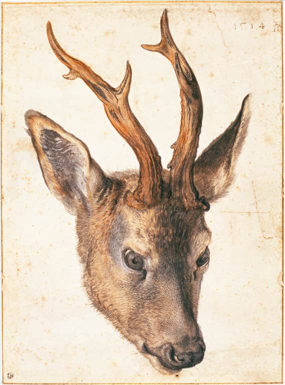 Kunstdruck von „Der Kopf eines Rehbocks“ von Albrecht Dürer. Detailreiche Tierstudie eines Rehbocks aus der Renaissance, in Deutschland handgefertigt.