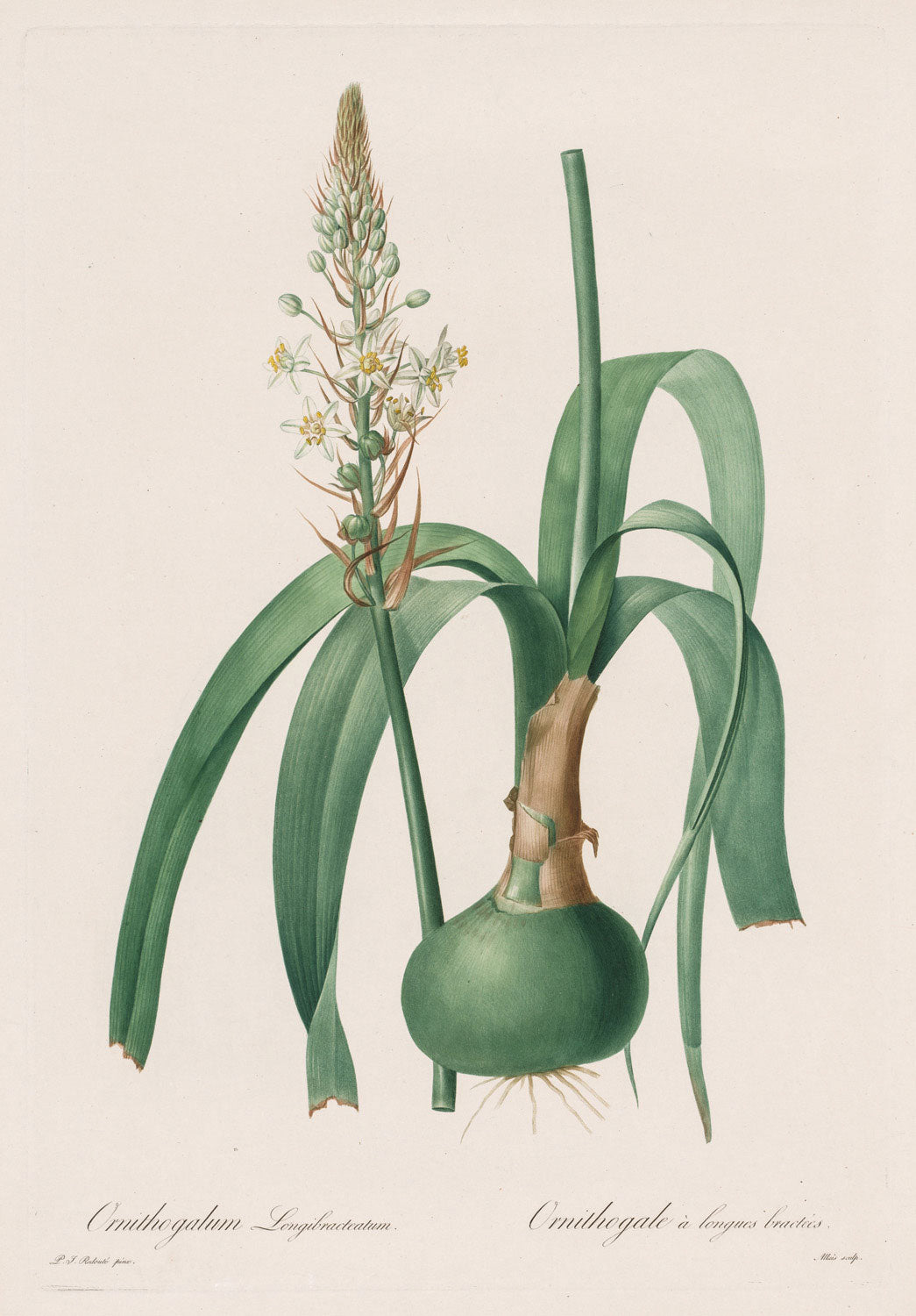 Die Liliengewächse: Ornithogalum longibracteatum“ von Pierre-Joseph Redouté zeigt eine detaillierte botanische Darstellung der Pflanze. Die weiße Lilie wird in präzisen Linien und lebendigen Farben abgebildet, wobei die Blüten und Blätter in harmonischem Einklang stehen.