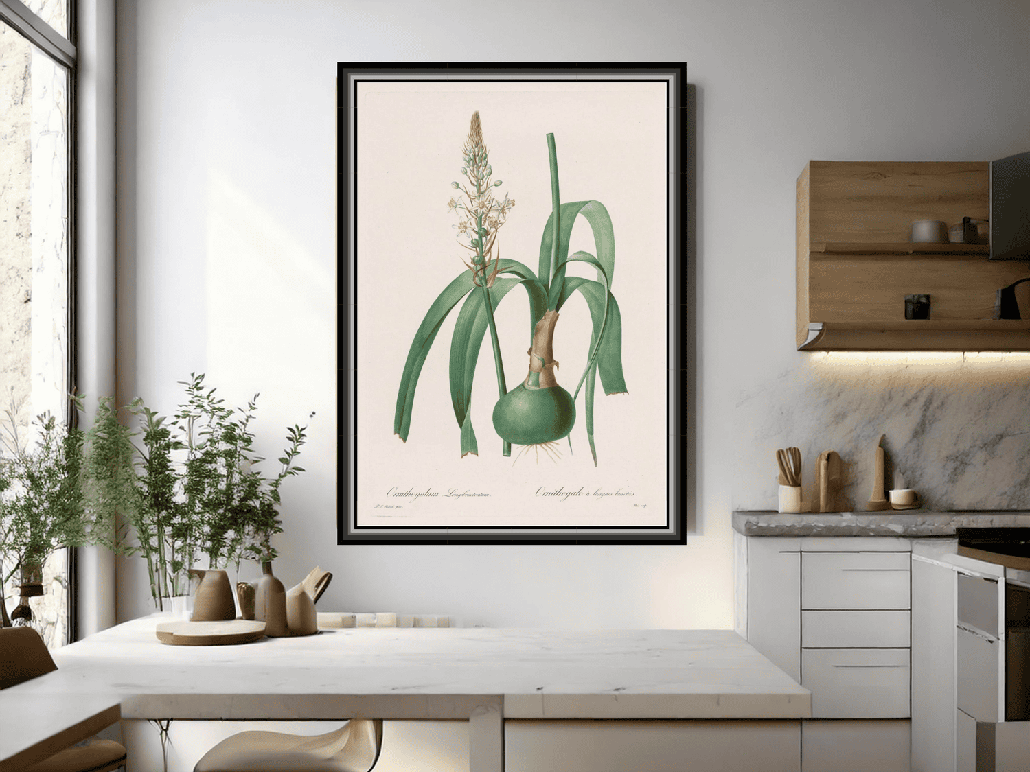 Die Liliengewächse: Ornithogalum longibracteatum | Pierre-Joseph Redouté