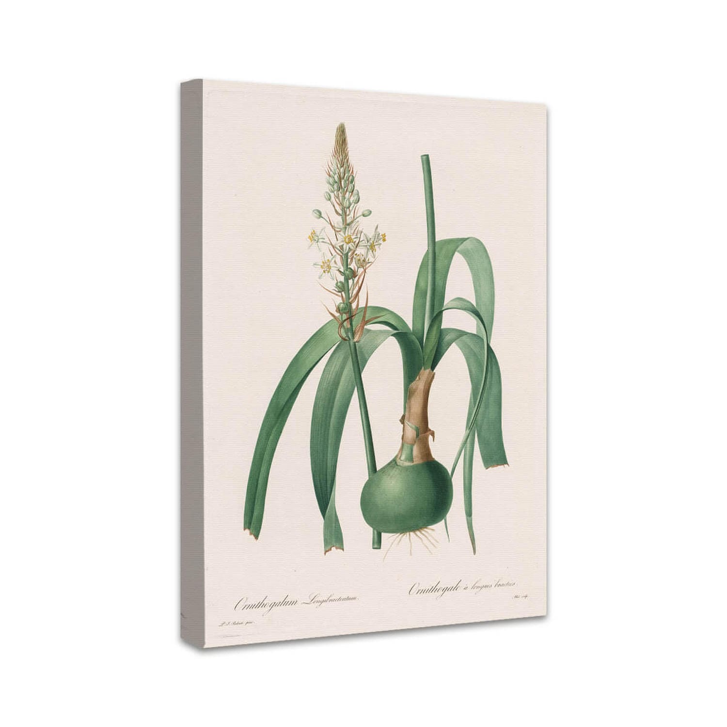 Die Liliengewächse: Ornithogalum longibracteatum | Pierre-Joseph Redouté