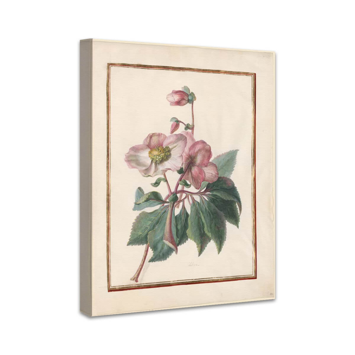 Die Schneerose (Helleborus niger) | Madeleine Françoise Basseporte