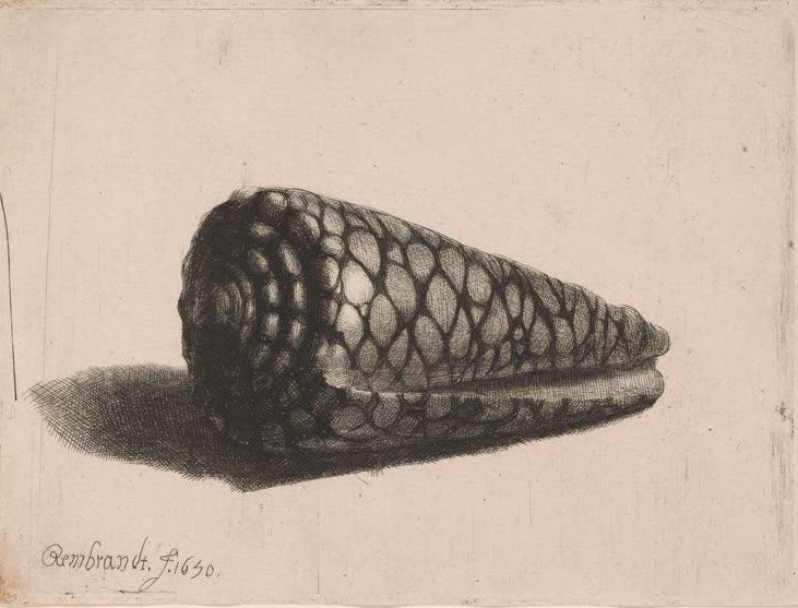 Kunstdruck „Die Muschel“ von Rembrandt van Rijn