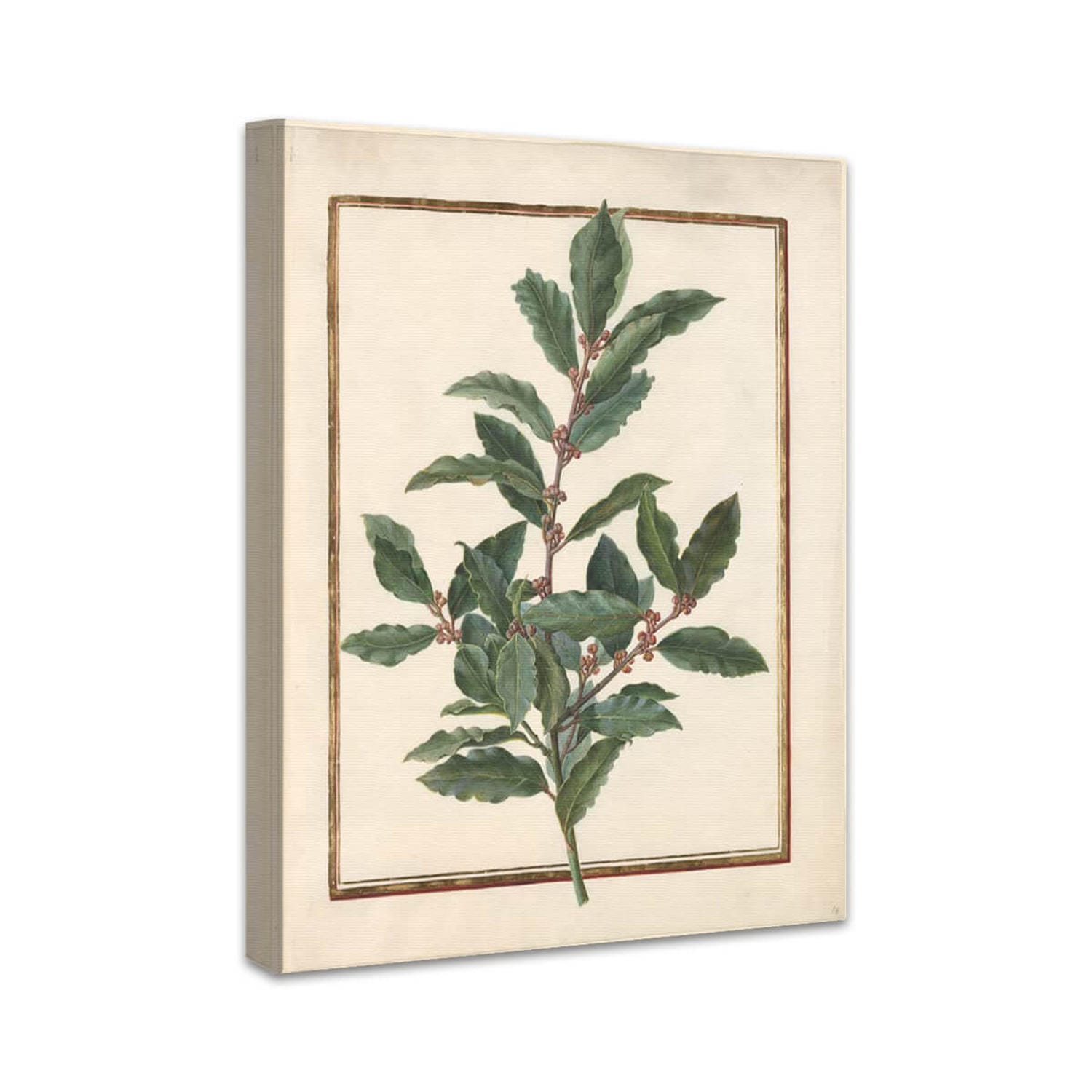 Echter Lorbeer (Laurus nobilis) | Madeleine Françoise Basseporte