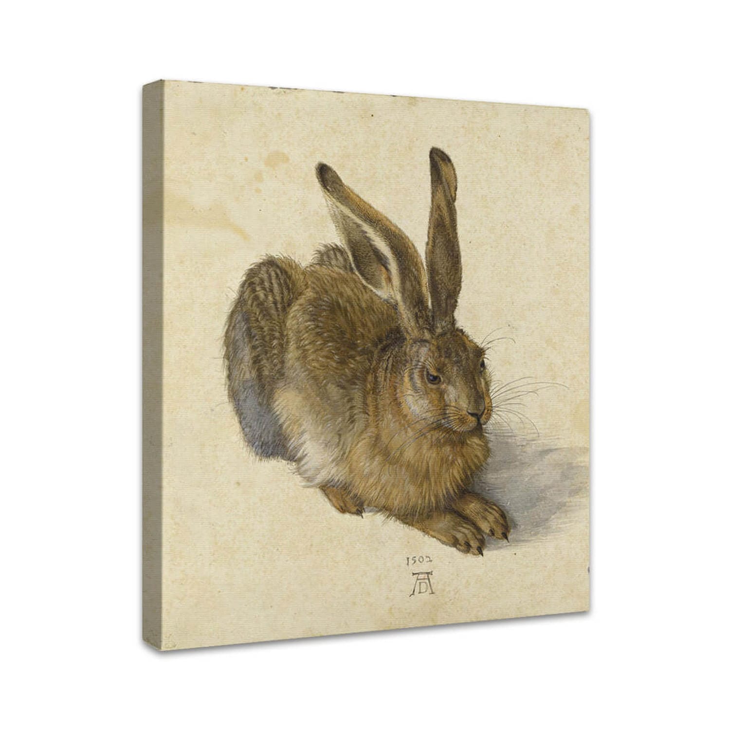 Feldhase | Albrecht Dürer