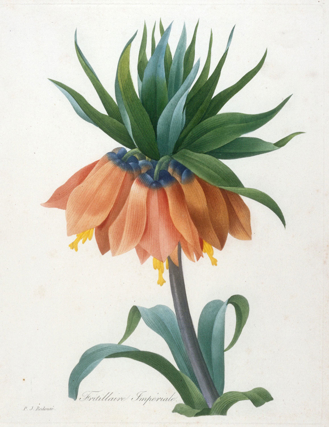 Botanische Illustration Fritillaire Imperiale von Pierre-Joseph Redouté mit leuchtend orangefarbenen Blüten und grünen Blättern.