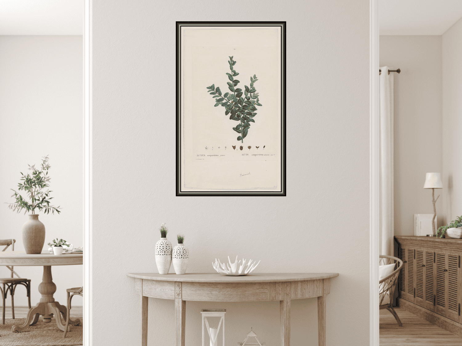 Gewöhnlicher Buchsbaum, Europäischer Buchsbaum oder Buchsbaum | Pierre Joseph Redouté