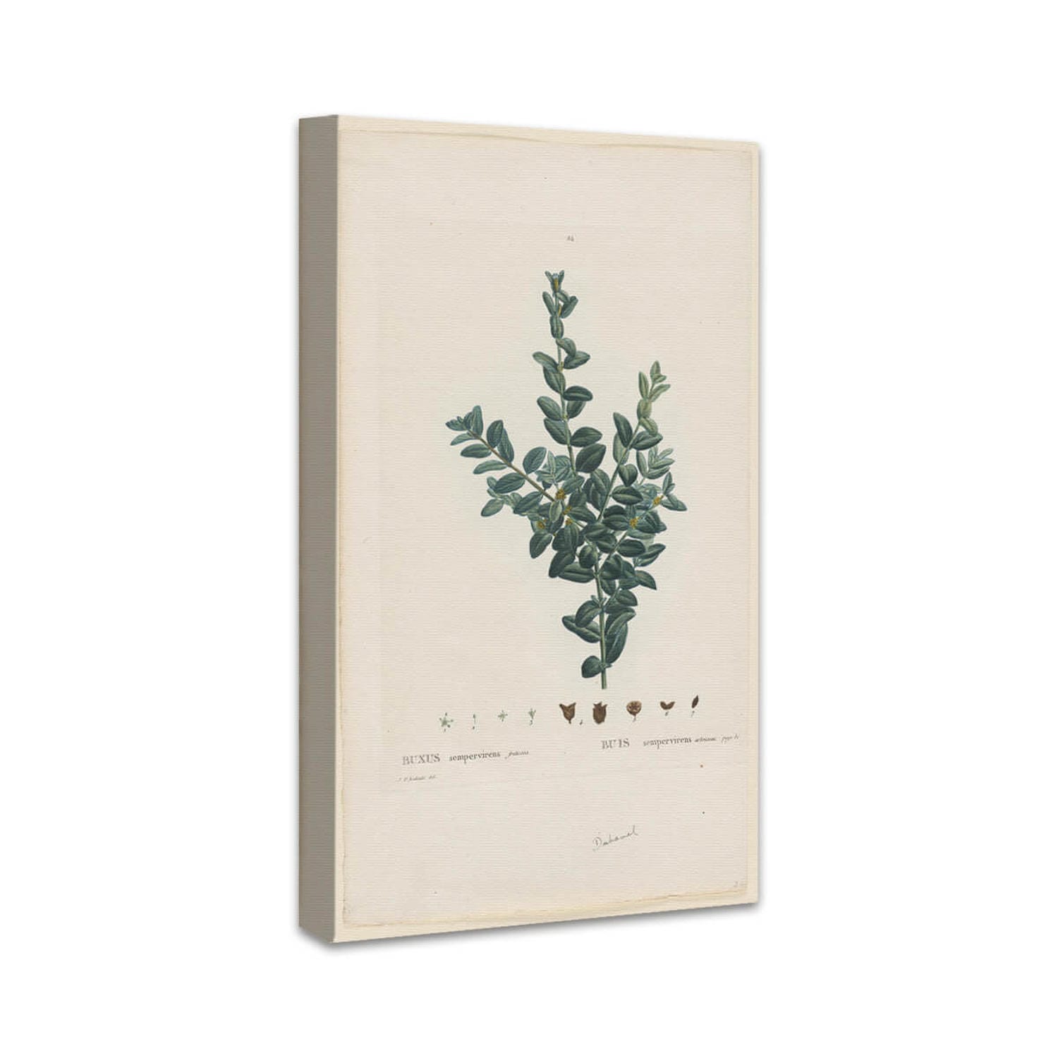 Gewöhnlicher Buchsbaum, Europäischer Buchsbaum oder Buchsbaum | Pierre Joseph Redouté