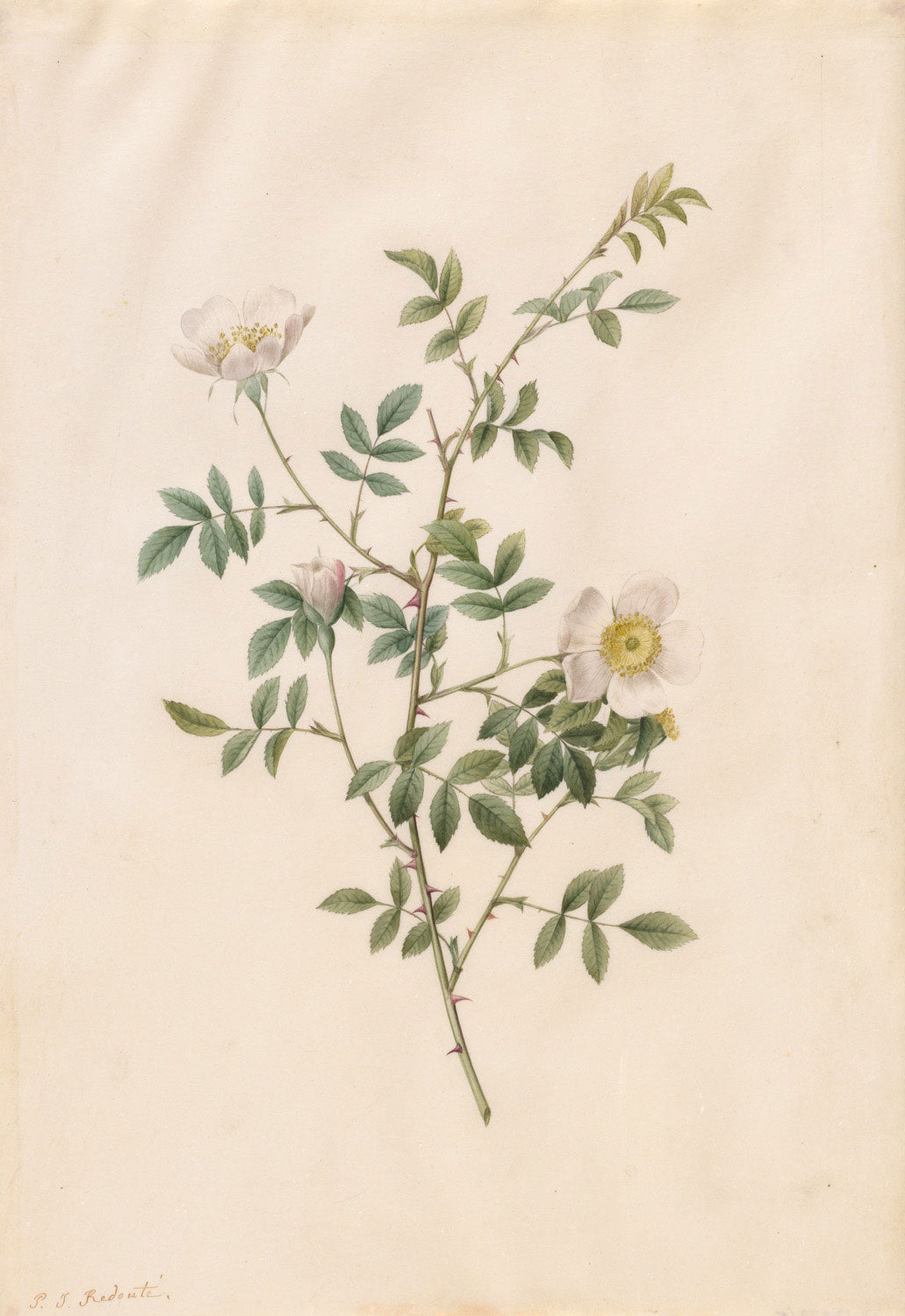 Der Kunstdruck „Heckenrose oder Hundsrose (Rosa Sepium Rosea)“ von Pierre-Joseph Redouté zeigt eine detaillierte Darstellung der zarten Wildrose. Die feinen Blütenblätter in einem sanften Rosa und die präzisen botanischen Details werden meisterhaft eingefangen, was die natürliche Schönheit und Eleganz der Blume betont.