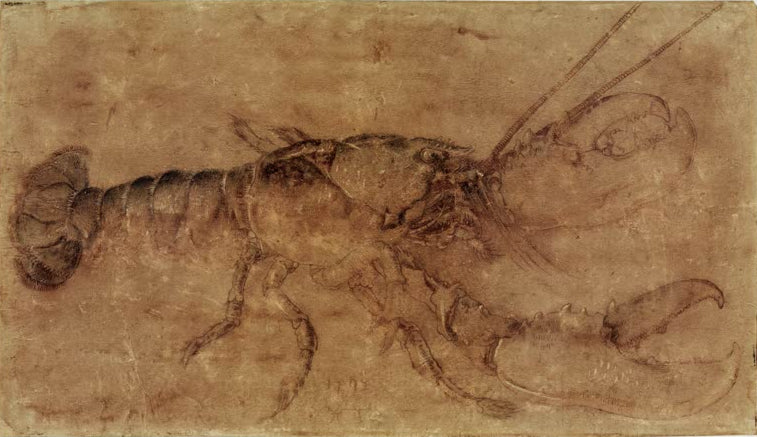 Kunstdruck des Gemäldes „Hummer“ von Albrecht Dürer in hochwertiger Druckqualität. Erhältlich als Poster oder auf Leinwand, optional auch gerahmt.