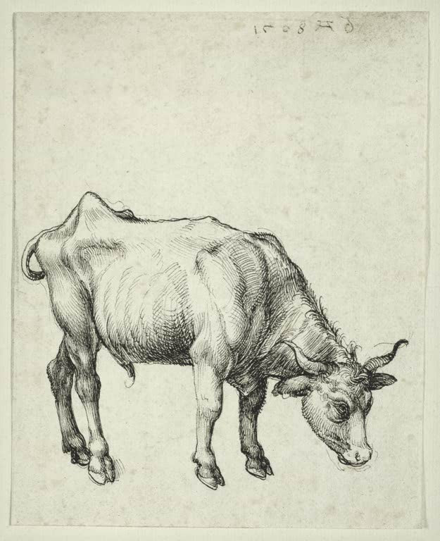 Kunstdruck „Junger Stier“ von Albrecht Dürer