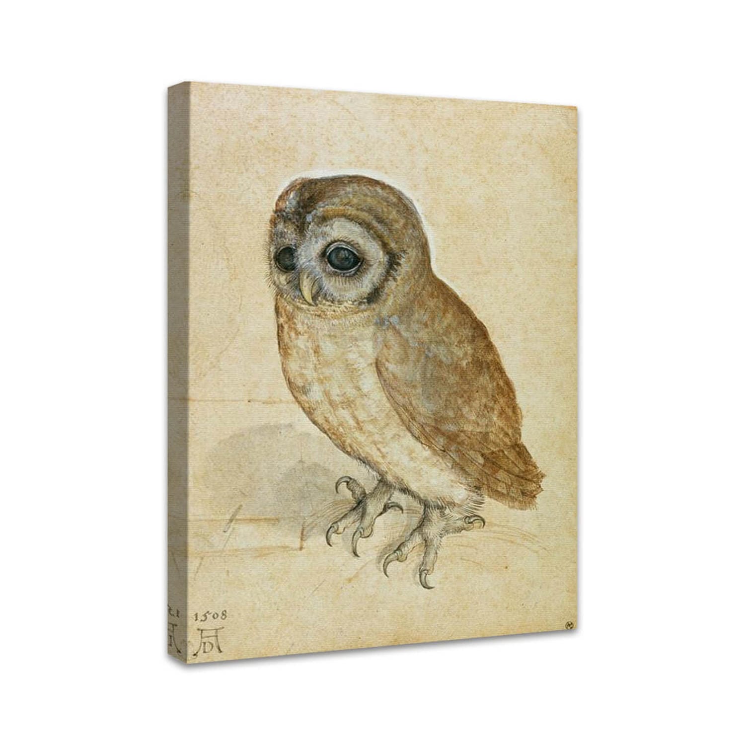 Käuzchen | Albrecht Dürer