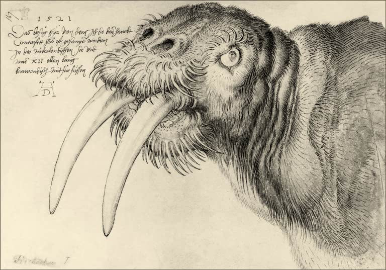 Kunstdruck des Gemäldes „Kopf eines Walrosses“ von Albrecht Dürer. Hochwertiger Fine-Art-Druck, in Deutschland per Hand gefertigt, erhältlich auf Leinwand oder als Poster.