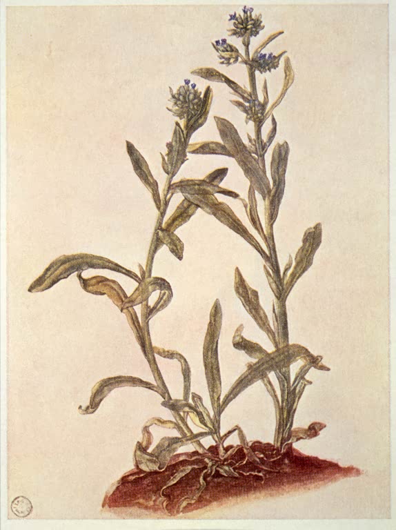 Kunstdruck „Liebäugel“ von Albrecht Dürer mit fein gezeichneter, ausdrucksstarker Szene der Renaissance