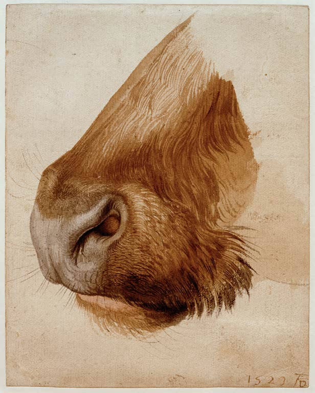 Kunstdruck von „Maul eines Rindes von der Seite“ von Albrecht Dürer. Detailreiche Tierstudie aus der Renaissance mit präziser Naturbeobachtung, in Deutschland handgefertigt.