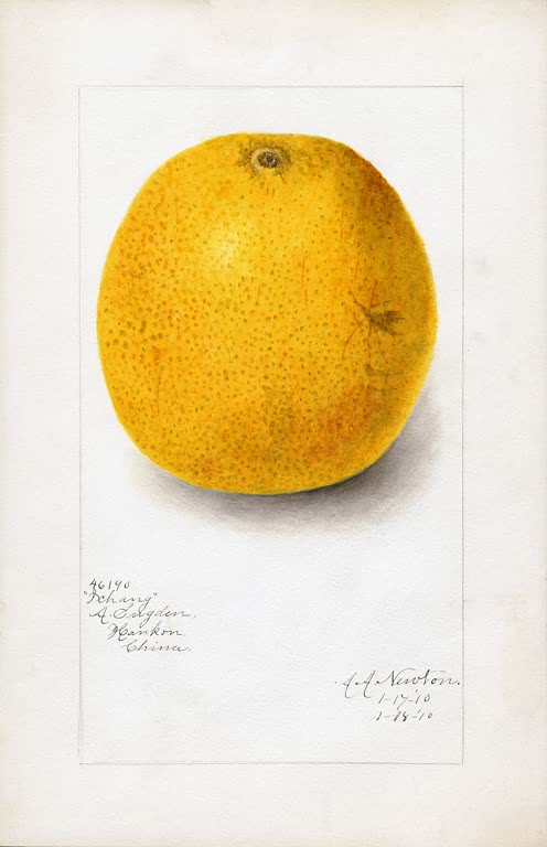 Kunstdruck „Orangen“ von Ellen Isham Schutt mit dekorativ arrangierten Zitrusfrüchten