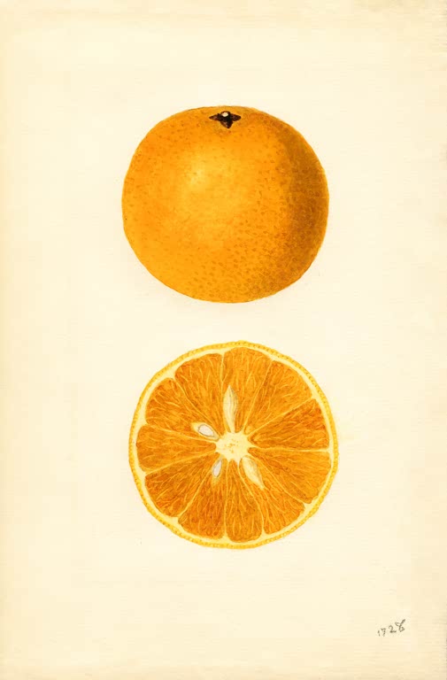 Kunstdruck „Orangen“ von Ellen Isham Schutt mit dekorativem Stillleben aus leuchtenden Zitrusfrüchten
