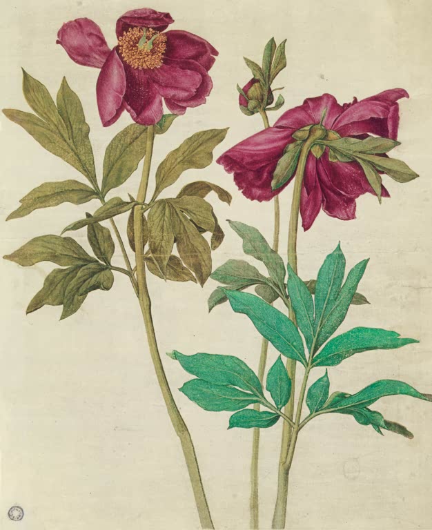 Kunstdruck des Gemäldes „Pfingstrosen“ von Albrecht Dürer in hochwertiger Druckqualität. Erhältlich als Poster oder auf Leinwand, auf Wunsch auch gerahmt.