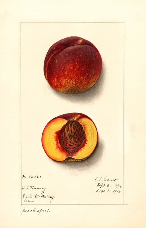 Kunstdruck „Pfirsiche“ von Ellen Isham Schutt mit naturgetreuer botanischer Darstellung reifer Pfirsiche