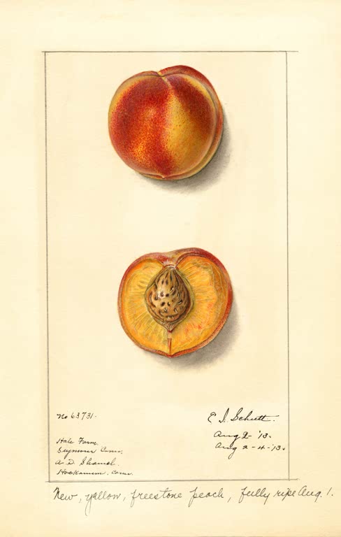 Kunstdruck „Pfirsiche“ von Ellen Isham Schutt mit botanischer Darstellung reifer Pfirsiche