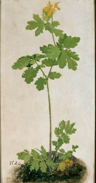 Kunstdruck des Gemäldes „Schöllkraut“ von Albrecht Dürer in hochwertiger Druckqualität. Erhältlich als Poster oder auf Leinwand, optional auch gerahmt.