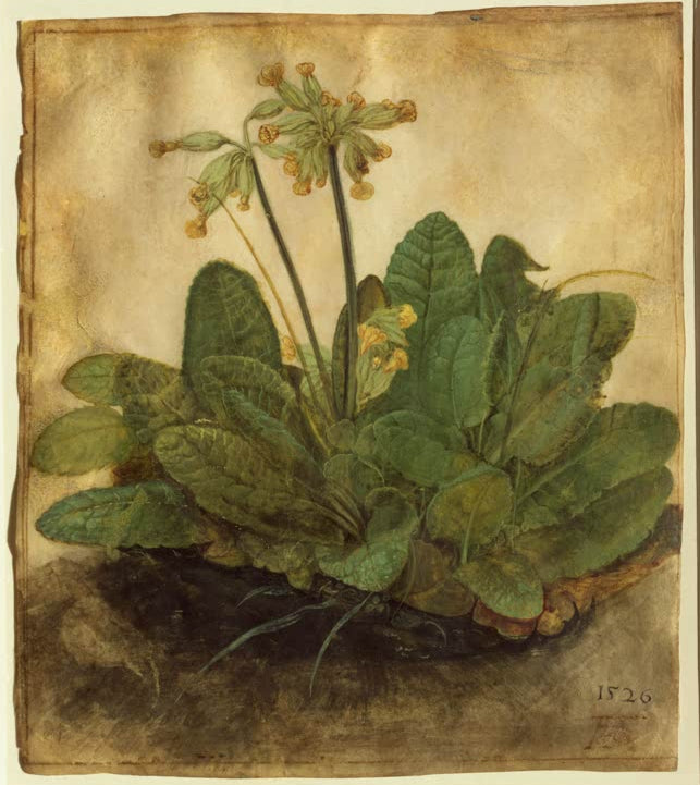 Kunstdruck des Gemäldes „Schlüsselblume“ von Albrecht Dürer in hochwertiger Druckqualität. Erhältlich als Poster oder auf Leinwand, auf Wunsch auch gerahmt.