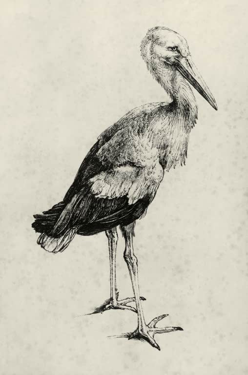 Kunstdruck „Storch“ von Albrecht Dürer mit fein gezeichneter Tierstudie eines Storches